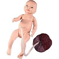 Teaching Model,Baby Birth Demonstration Set Detachable Placenta Umbilical Cord Female Childbirth Model for Gynecology Teaching, Life Size