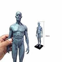30cm Height Human Skull Head Body Muscle Bone Resin Anatomical Model (Male)
