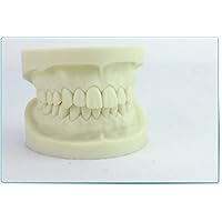 Healthy Tooth Hardness Standard White Alundum Dentition Model