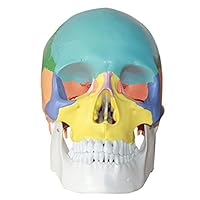 Human 1:1 Size Skull Model with Colored Bone Joint Simulation Model Medical Anatomy by Purple-Violet