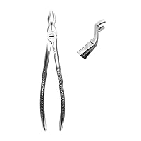 Dental Extracting Forceps FIG-67A - Berten Forceps for Upper Wisdom Tooth 17 cm - Extraction Serrated Forceps - Heavy Duty Dental Forceps - Premium German Surgical Steel (Hossa)