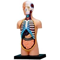 Human Anatomical Models Didactic Exploded 4D Vision Human Anatomy Torso Model by Tdou