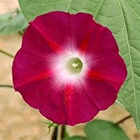 80 Scarlett O'Hara Morning Glory Seeds for Planting 2+ Grams Red Morning Glory USA Harvested pollinator bee Butterfly