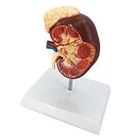 Teaching Model,Enlarge 2 Times Human Kidney Anatomical Model with Accurate Anatomy Structure & Clear Texture & Digital Labeled for Teaching Models Display Desktop Ornaments