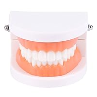 Standard Teeth Model Adult Standard Typodont Demonstration Denture Model Compatible For W/Kids Teachig Clean Dis Teeth Teaching Model