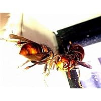 ConversationPrints ASIAN GIANT HORNET GLOSSY POSTER PICTURE PHOTO bees insects wall decor vespa