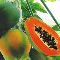 20 Coorg Honeydew Seeds, Honeydew Papaya Seeds - 20 Seeds (Carica Papaya) - Pack of 20 Rare and Viable Seeds - OuriquesFarm