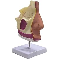 Teaching Model,Nasal Model Human Nasal Cavity Anatomy Model, Section Showing Nasal Bone and Nasal Cartilage, for Schools Laboratories Education