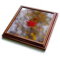 3dRose Cluster of red Rowan Berries. Yellow Leaves, Grey Sky. Autumn Season - Trivets (trv_336087_1)