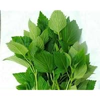 200+ Seeds Elsholtzia Cristata Mint Vietnamese Mint Balm Lamiaceae Rau Kinh Gioi