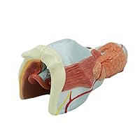EXEMPLAR Human Larynx Model, Laryngeal Muscle, Laryngeal Cartilage, Throat, Throat, Oral Cavity and Thyroid Anatomical Model, Detachable, Medical Teaching