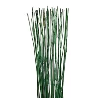 Natural Thin Bamboo Stakes About 6 Feet Tall - Pack of 20 (Natural Green)