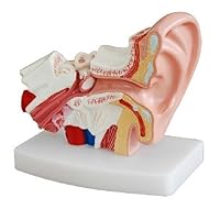 Human Professional Desktop Ear Joint Simulation Model Medical Anatomy PVC Plastic Type DR-XF-102