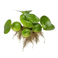 Bundle of 6 Water Hyacinth Floating Pond Plants Live Aquatic Plant Great for Koi Ponds Flowering and Fast Growing Hyacinths Cannot Ship to Some States (6)