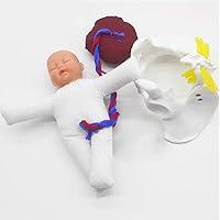 Delivery Pelvis Model, Mini Female Pelvis&Baby Model, Fetus/Umbilical Cord/Placenta-Childbirth Simulator Female Pelvis and Baby Model for Study Display Teaching Medical Model