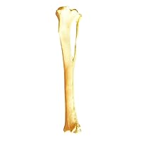 Dog Tibia Skeletal Model for Report Dog Anatomy Tibia Skull Model PU Material