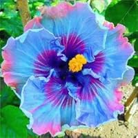 30+ Blue Hibiscus Flower Seeds for Planting - Stunning Perennial Flower Seeds Grow in Home Garden