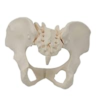 Life Size Flexible Female Pelvic Skeleton Model, Scientific Anatomy Model, for Midwife in Obstetrics, Gynecology Prosthetic Bone Model