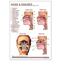 Nose and Sinuses Anatomical Chart Laminated Card