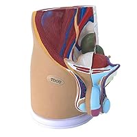 Human Anatomy Model Median Sagittal Section Model Male Pelvis Male Genital System Anatomical Model with 3 Parts