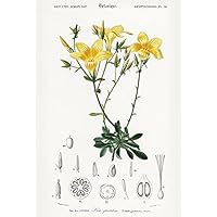 Yellow Flax (Linum Glandulosum) - 1849 - Botanical Illustration Magnet