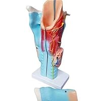 Natural Size Human Larynx Joint Simulation Model Anatomical Magnified Model