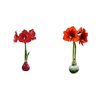 Waxed Amaryllis Bulb - Valentine's Red - Easy Care, No Watering Needed - Beautiful Live Décor & Snow Flecked Waxed Amaryllis Bulb - Green, Easy Care - No Watering Needed! Beautiful Live Decor