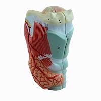 DR Natural Size Magnified Human Larynx Joint Simulation Model Anatomy