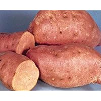 Centennial Sweet Potato Plants/Slips - America's Most Popular Sweet Potato, Good for Short-Season Areas. (1, 3 Slips)