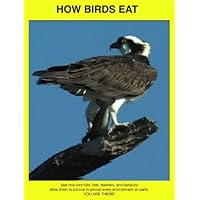 How Birds Eat