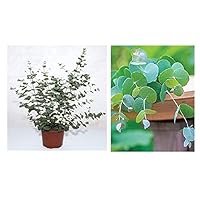 25+ Silver Drop Eucalyptus Seeds - Made in USA. Ships from Iowa. Great as Bonsai or Clip Branches for Floral Arrangements