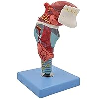 Teaching Model,Human Throat Larynx with Tongue Tooth Anatomical Model Stomatology Model - Detachable 5 Parts,55 Digital Indication Sign for Science Classroom Study Displa