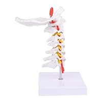 Cervical Vertebra Arteria Spine Spinal Nerves Anatomical Model Life Size Teaching Models Pearson