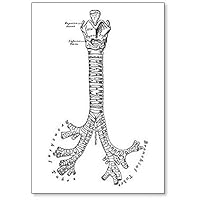 Front View of the Cartilages of the Larynx, Trachea and Bronchi, 57 Fridge Magnet