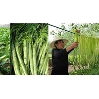 3 Bags of 2000 CELTUCE Summer 38 Seeds, 夏抗38 耐熱尖葉莴笋, Heat Resistant Variety; stem Lettuce; Asparagus Lettuce Ngó Xuân Tiến Vua Rau NGO Xuan Rau Tien Vua Total 6000 Seeds