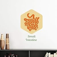 Body Organs Small Intestine Vinyl Wall Decoration Sticker Poster Wallpaper Decal Self Adhesive