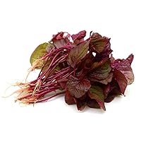 Red Spinach Seeds for Planting - 500+ Seeds - Ships from Iowa, USA. Very Healthy Chinese Amaranth Spinach