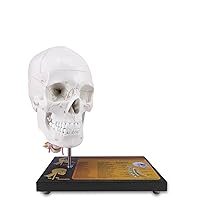 360°Rotatable Upgraded Life Size Human Skull on Cervical Vertebrae Anatomical Model with Spinal Nerves and Arteries with Newest Laser-Etched Fonts Not Hand Write Number,Not Smudged for Medical Student