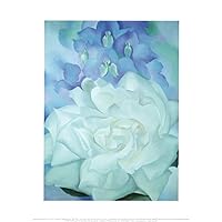 White Rose with Larkspur Art Print by Georgia O'Keeffe, Overall Size: 11x14, Image Size: 8.25x11.25