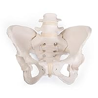 3B Scientific GmbH 1019864 Flexible Female Pelvis Model, Life Size, Bone