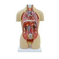 Anatomical Medical Torso Model,16 Parts Life Size Human Body Model with Removable Organs, Human Body, Skeleton and Heart Models, for Medical Student or As Educational Kit for Kids Supplies