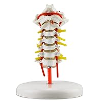 Cervical Vertebra Arteria Spine Spinal Nerves Anatomical Model Anatomy