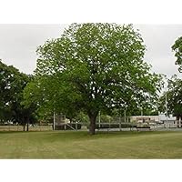 2 Hardy Pecan Nut Trees