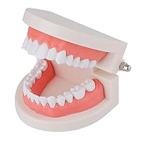Standard Dental Model - Teeth Brushing Model Practice Kids Dental Teaching Study Supplies Clean Display Adult Standard Demonstration Teeth Model