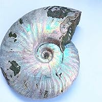 LIXUAN Iridescent Ammonite Fossil Ammolite Fossil Rare Rough Specimen Ammonite Fossil unpolished