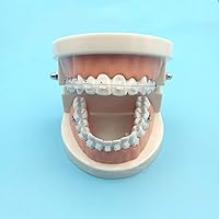 Dental 1:1 Demonstration Orthodontic Treatment Teeth Model - For Patient Communication Teach Study Tools -Explaining Models with Braces (Ceramic braces with arch wire)