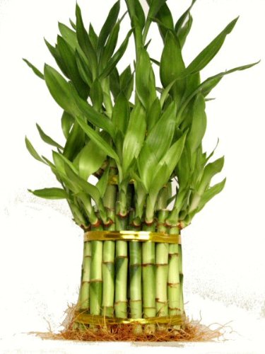 KL Design & Import - 3 Tier 4" 6" 8" Top Quality Lucky Bamboo For Feng Shui (Total About 38 Stalks)