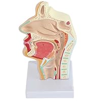 Teaching Model,Anatomical Model of Nose, Mouth, Pharynx and Larynx Cavity Life Size Larynx Anatomical Modelo with Digital Labeled and Base and Clear Texture for Teaching Demonstrat