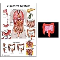 Blue Tree Publishing Inc., Digestive System Poster and Colon Model with images of Colon, Swallowing, Stomach, Appendix, Large and Small Intestins,Colonoscopy