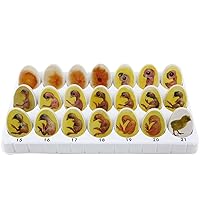 Chick Embryo Development Model Chick Life History Chick Embryo Growth, Toy Eggshell Gift Teaching and Research, Color Printing Without Burrs